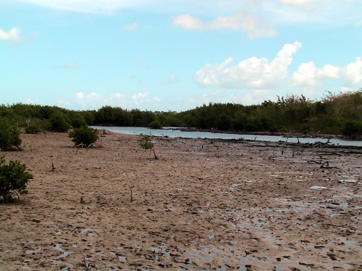 25 - Mangrove 017.jpg